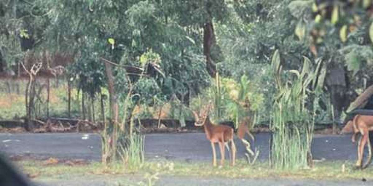 The Deers at The Bogor Presidential Palace