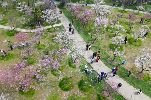 Wuhan's plum garden a hit with tourists - Chinadaily.com.cn