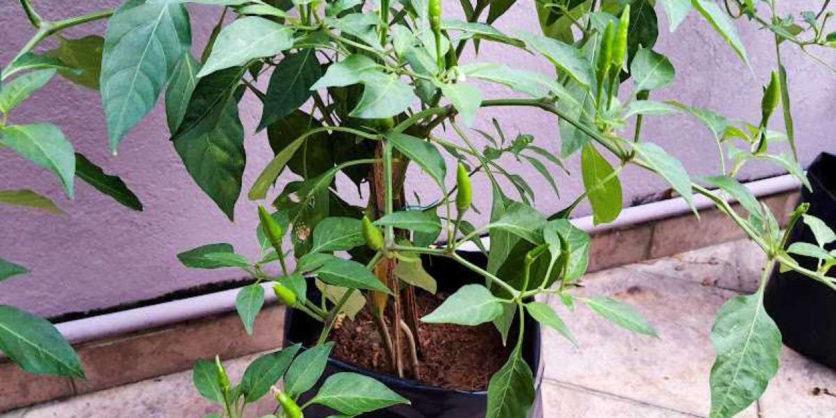 Planting Chilis/veges in plastic bags