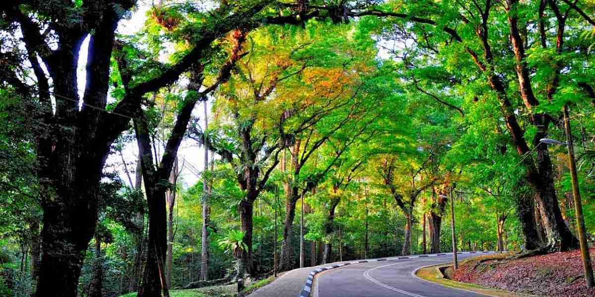 FRIM: The Enchanting Forest Reserve You Can't Miss Near Kuala Lumpur