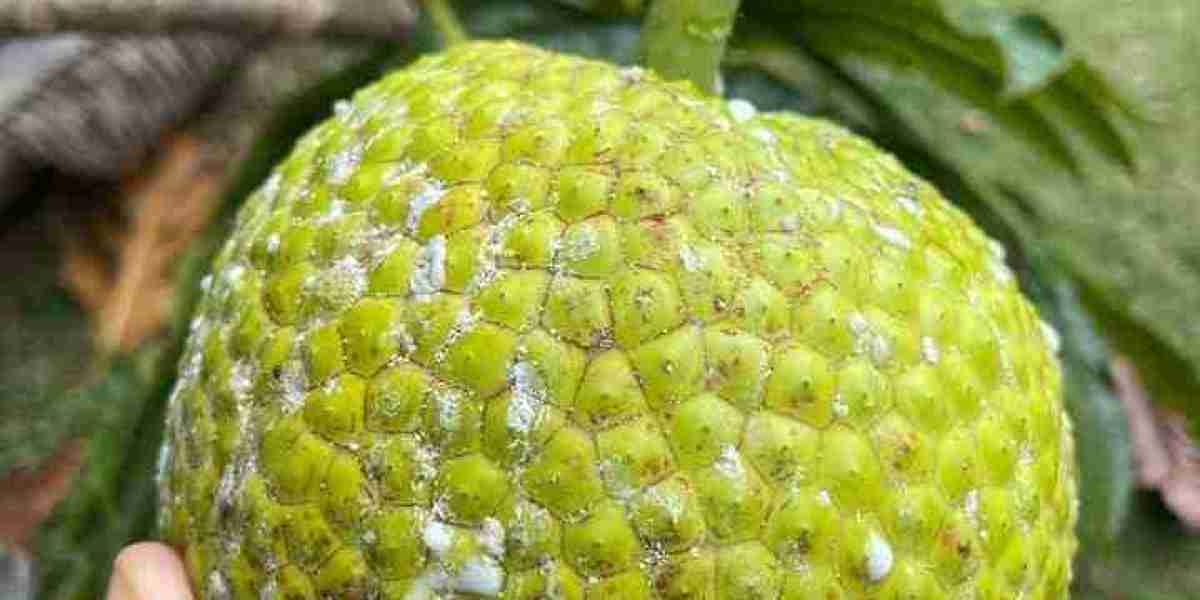 Sukun or breadfruit