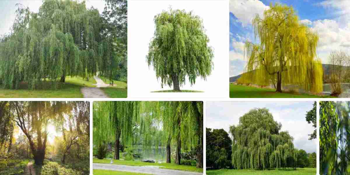 Willow tree images