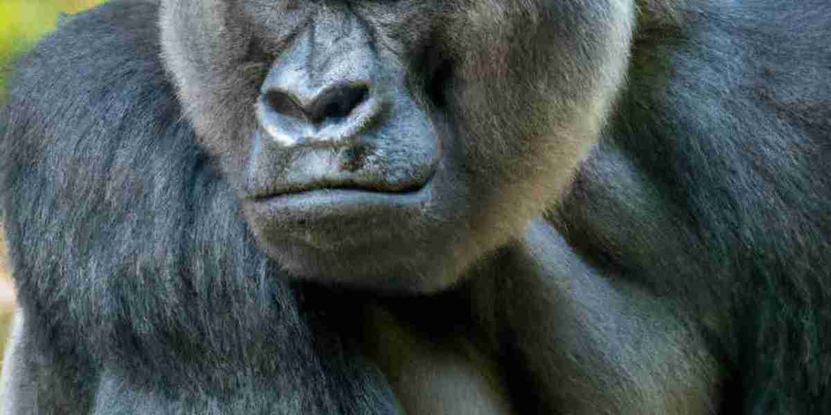 The Incredible Strength of Silverback Gorillas: Unveiling the Secrets behind their Mighty Power