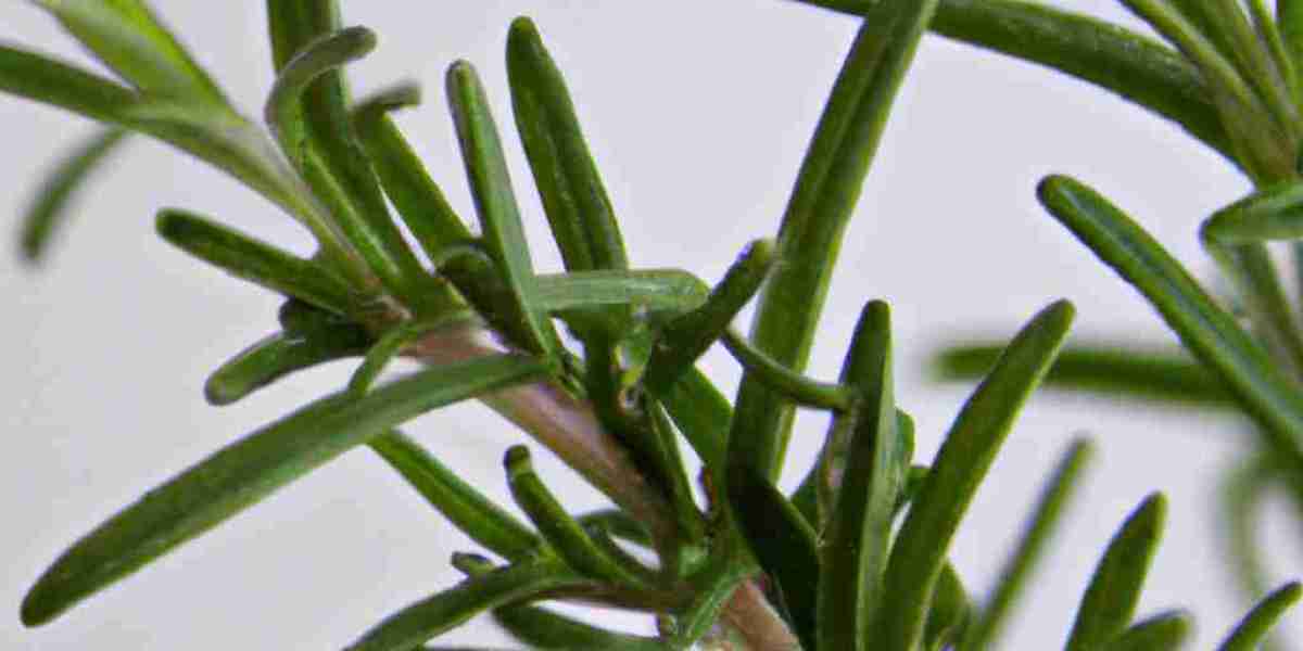 The Remarkable Health Benefits of Rosemary: A Herb for Mind, Body, and Longevity