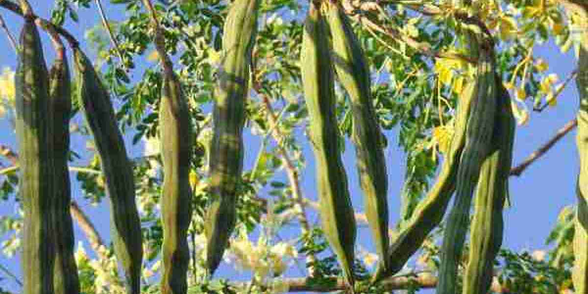 The secret of moringa oliefera