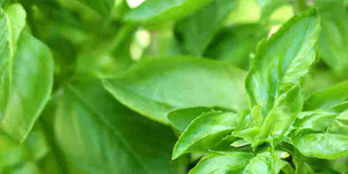 The Power of Basil: Unveiling Its Astonishing Benefits for Health and Wellness